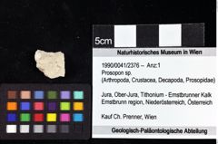 Foto (Objket + Etiketten) von Prosopon sp. 